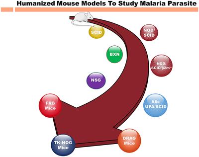 Oleuropein mediated autophagy begets antimalarial drug resistance